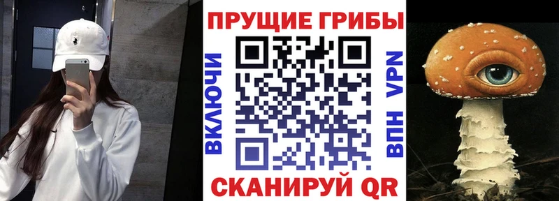 Галлюциногенные грибы Psilocybe  Купить где  Юрьев-Польский 